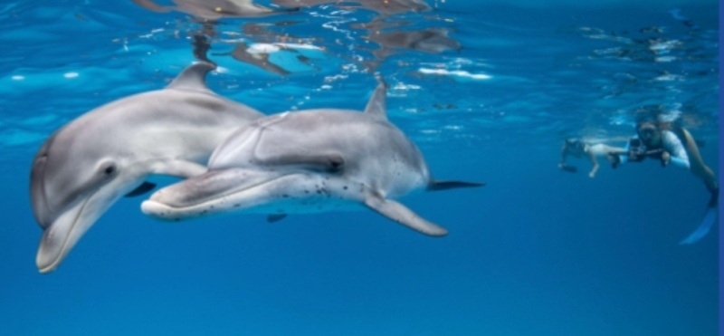 Google создала ИИ-модель DolphinGemma для общения с дельфинами