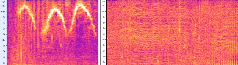 Google создала ИИ-модель DolphinGemma для общения с дельфинами